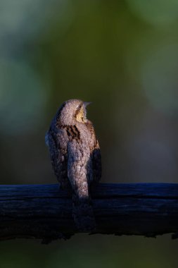 Farklı bir ağaçkakan türü. Doğa geçmişi. Avrasyalı Köylü. Jynx torquilla.