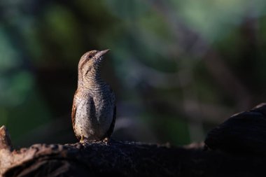Farklı bir ağaçkakan türü. Doğa geçmişi. Avrasyalı Köylü. Jynx torquilla.