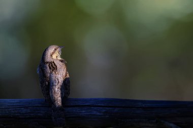 Farklı bir ağaçkakan türü. Doğa geçmişi. Avrasyalı Köylü. Jynx torquilla.