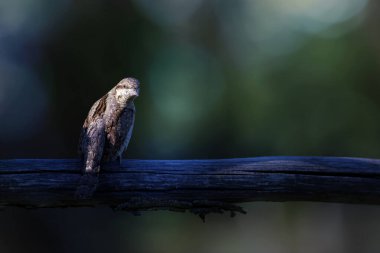 Farklı bir ağaçkakan türü. Doğa geçmişi. Avrasyalı Köylü. Jynx torquilla.