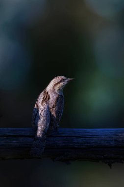 Farklı bir ağaçkakan türü. Doğa geçmişi. Avrasyalı Köylü. Jynx torquilla.