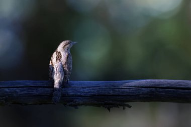 Farklı bir ağaçkakan türü. Doğa geçmişi. Avrasyalı Köylü. Jynx torquilla.