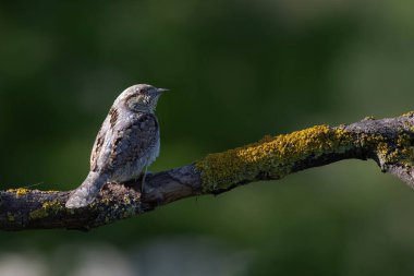Farklı bir ağaçkakan türü. Doğa geçmişi. Avrasyalı Köylü. Jynx torquilla.