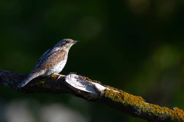 Farklı bir ağaçkakan türü. Doğa geçmişi. Avrasyalı Köylü. Jynx torquilla.