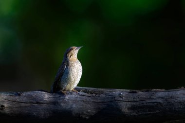 Farklı bir ağaçkakan türü. Doğa geçmişi. Avrasyalı Köylü. Jynx torquilla.