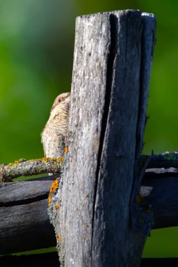 Farklı bir ağaçkakan türü. Doğa geçmişi. Avrasyalı Köylü. Jynx torquilla.