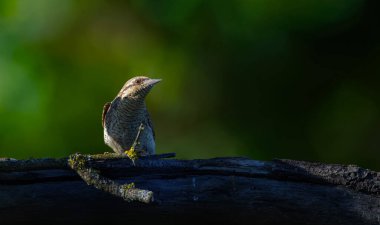 Farklı bir ağaçkakan türü. Doğa geçmişi. Avrasyalı Köylü. Jynx torquilla.