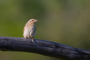 Farklı bir ağaçkakan türü. Doğa geçmişi. Avrasyalı Köylü. Jynx torquilla.