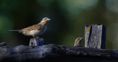 Farklı bir ağaçkakan türü. Doğa geçmişi. Avrasyalı Köylü. Jynx torquilla.