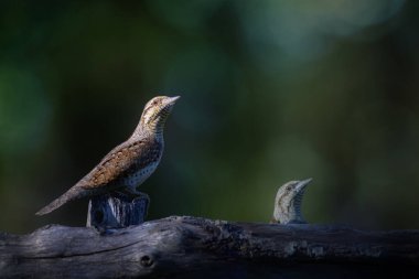 Farklı bir ağaçkakan türü. Doğa geçmişi. Avrasyalı Köylü. Jynx torquilla.