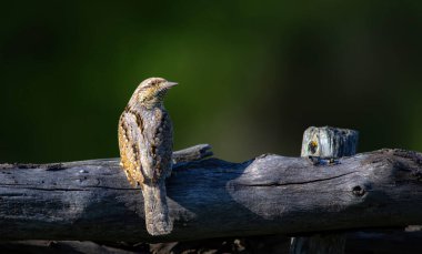 Farklı bir ağaçkakan türü. Doğa geçmişi. Avrasyalı Köylü. Jynx torquilla.