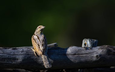 Farklı bir ağaçkakan türü. Doğa geçmişi. Avrasyalı Köylü. Jynx torquilla.