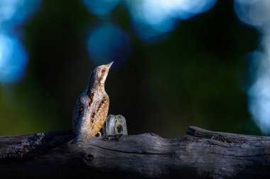 Farklı bir ağaçkakan türü. Doğa geçmişi. Avrasyalı Köylü. Jynx torquilla.