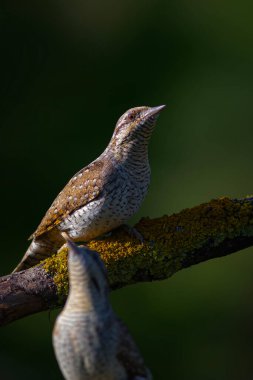 Farklı bir ağaçkakan türü. Doğa geçmişi. Avrasyalı Köylü. Jynx torquilla.