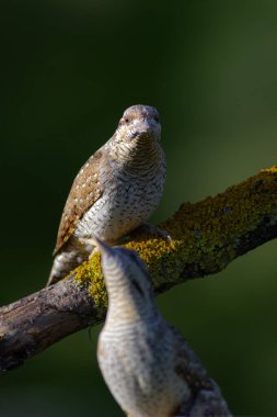 Farklı bir ağaçkakan türü. Doğa geçmişi. Avrasyalı Köylü. Jynx torquilla.