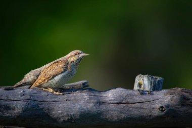 Farklı bir ağaçkakan türü. Doğa geçmişi. Avrasyalı Köylü. Jynx torquilla.