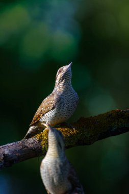 Farklı bir ağaçkakan türü. Doğa geçmişi. Avrasyalı Köylü. Jynx torquilla.