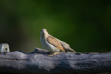 Farklı bir ağaçkakan türü. Doğa geçmişi. Avrasyalı Köylü. Jynx torquilla.