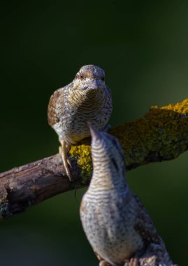 Farklı bir ağaçkakan türü. Doğa geçmişi. Avrasyalı Köylü. Jynx torquilla.