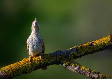 Farklı bir ağaçkakan türü. Doğa geçmişi. Avrasyalı Köylü. Jynx torquilla.