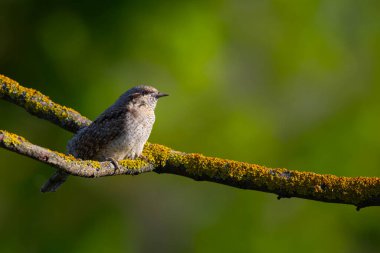 Farklı bir ağaçkakan türü. Doğa geçmişi. Avrasyalı Köylü. Jynx torquilla.