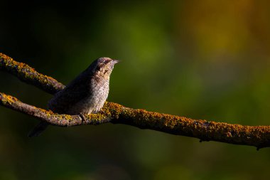 Farklı bir ağaçkakan türü. Doğa geçmişi. Avrasyalı Köylü. Jynx torquilla.