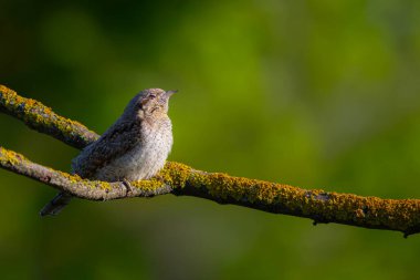 Farklı bir ağaçkakan türü. Doğa geçmişi. Avrasyalı Köylü. Jynx torquilla.