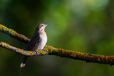 Farklı bir ağaçkakan türü. Doğa geçmişi. Avrasyalı Köylü. Jynx torquilla.
