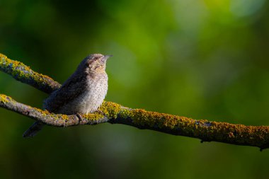 Farklı bir ağaçkakan türü. Doğa geçmişi. Avrasyalı Köylü. Jynx torquilla.