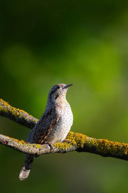 Farklı bir ağaçkakan türü. Doğa geçmişi. Avrasyalı Köylü. Jynx torquilla.