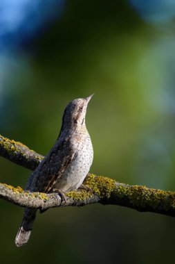 Farklı bir ağaçkakan türü. Doğa geçmişi. Avrasyalı Köylü. Jynx torquilla.