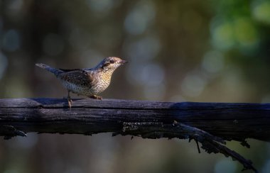 Farklı bir ağaçkakan türü. Doğa geçmişi. Avrasyalı Köylü. Jynx torquilla.