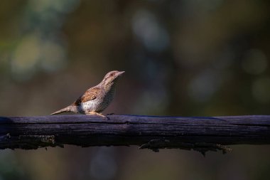 Farklı bir ağaçkakan türü. Doğa geçmişi. Avrasyalı Köylü. Jynx torquilla.