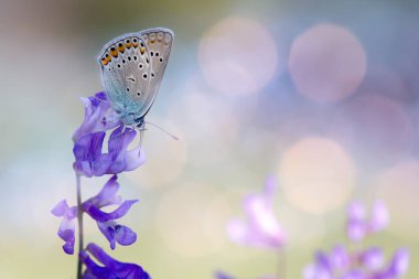 Kelebek. Renkli doğa arkaplanı.