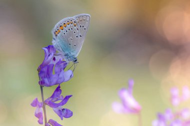 Kelebek. Renkli doğa arkaplanı.