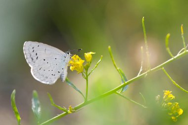 Celastrina argiolus Holly Blue. Doğa arkaplanı. 