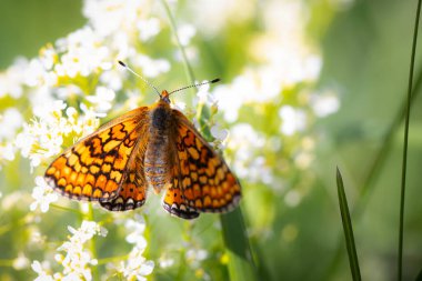 Kelebek. Euphydryas aurinia Marsh Fritillary. Doğa arkaplanı. 