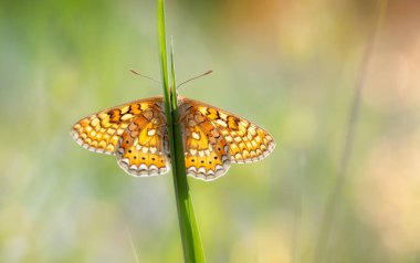 Kelebek. Euphydryas aurinia Marsh Fritillary. Doğa arkaplanı. 