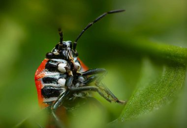 Doğaya daha yakından bakmak. Ozan böceği. Yeşil doğa arkaplanı. 