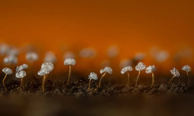 Sümük kalıpları. Dünyadaki en küçük mantarlar. Doğanın gizemli yaratıkları. Doğa arkaplanı. 