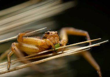 Örümcek. Doğayı kapatın. Doğa arkaplanı. 