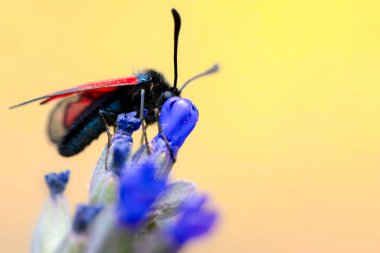 Kırmızı böcek. Doğa arkaplanı. 