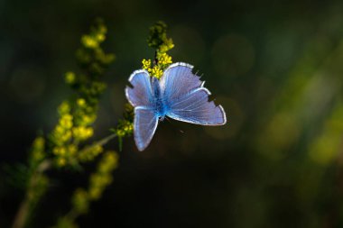 Kelebek. Bir kelebeğin doğal hayatında çekilmiş bir fotoğrafı. Doğa arkaplanı. 