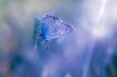 Kelebek. Bir kelebeğin doğal hayatında çekilmiş bir fotoğrafı. Doğa arkaplanı. 
