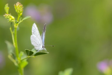 Kelebek. Bir kelebeğin doğal hayatında çekilmiş bir fotoğrafı. Doğa arkaplanı. 