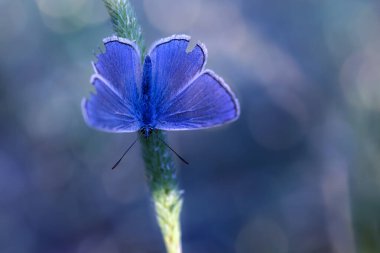 Kelebek. Bir kelebeğin doğal hayatında çekilmiş bir fotoğrafı. Doğa arkaplanı. 