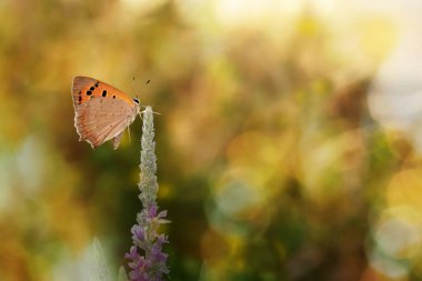 Kelebek. Bir kelebeğin doğal hayatında çekilmiş bir fotoğrafı. Doğa arkaplanı. 
