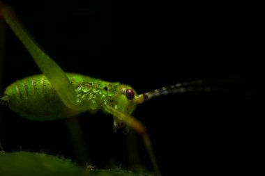 Çekirge. Doğal ortamında fotoğraflanmış bir böcek. Doğal arka plan. Yüksek ayrıntı ve keskinlik. 