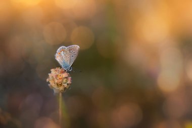 Kelebek. Doğayı kapatın. Renkli doğa arkaplanı. 