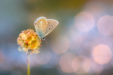 Kelebek. Doğayı kapatın. Renkli doğa arkaplanı. 